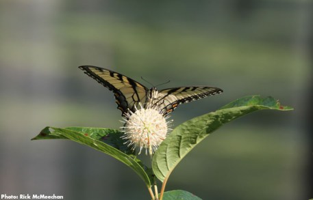 yellow_swallow_tail_butterfly_rick_mcmeechan